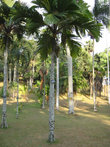 Вершафелтия блестящая из семейства Пальмовые распространена на Сейшельских островах