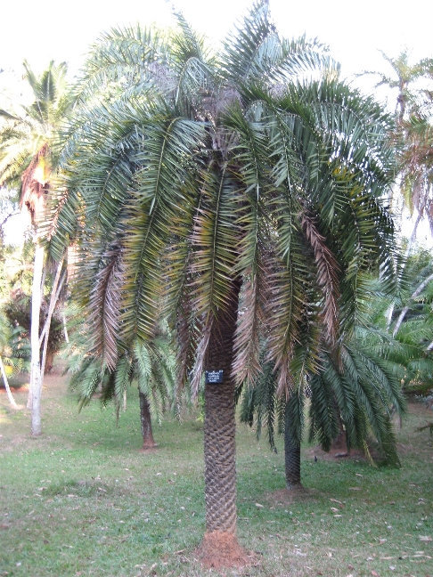 Финиковая пальма. Род Фиников включает около 17 видов пальм, растущих в тропических и субтропических районах Азии и Африки. Канди, Шри-Ланка