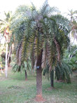 Финиковая пальма. Род Фиников включает около 17 видов пальм, растущих в тропических и субтропических районах Азии и Африки.