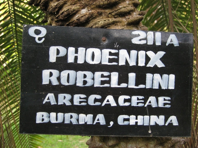 Финиковая пальма Робелена или карликовая финиковая пальма из семейства пальмовых. Встречается в тропических влажных лесах Индии, Бирме, Лаосе. Канди, Шри-Ланка