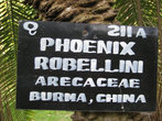 Финиковая пальма Робелена или карликовая финиковая пальма из семейства пальмовых. Встречается в тропических влажных лесах Индии, Бирме, Лаосе.