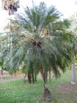Финиковая пальма Робелена или карликовая финиковая пальма из семейства пальмовых. Встречается в тропических влажных лесах Индии, Бирме, Лаосе.