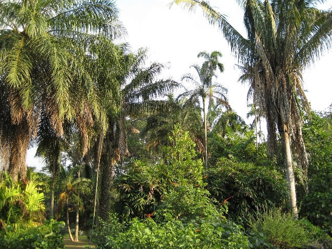 Пальмы в Paradeniya Royal Gardens Канди, Шри-Ланка