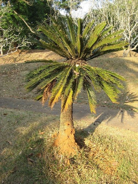 Пальмы в Paradeniya Royal Gardens