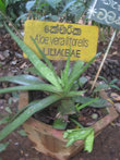 Алоэ Вера — очень полезное растение