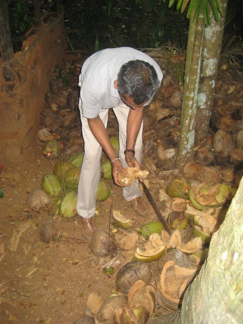 Экскурсовод сдирает толстую кожуру с кокоса. Центральная провинция, Шри-Ланка