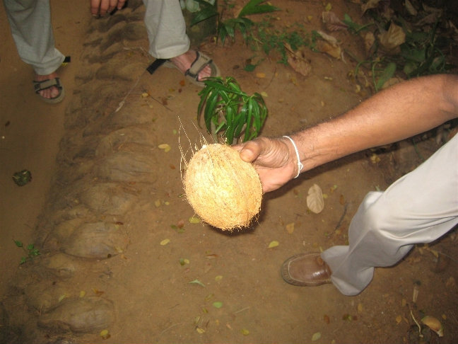 После этой процедуры кокос выглядит вот так Центральная провинция, Шри-Ланка