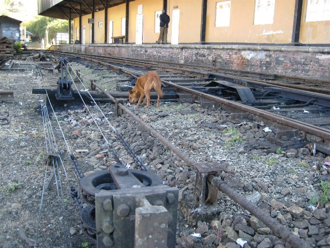 Вездесущие ланкийские собаки Центральная провинция, Шри-Ланка