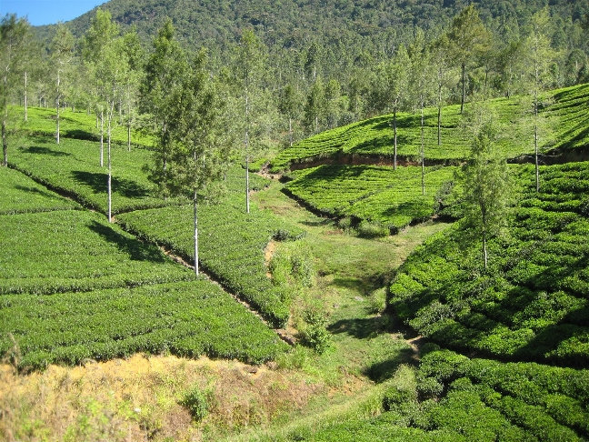 Чайные плантации Центральная провинция, Шри-Ланка