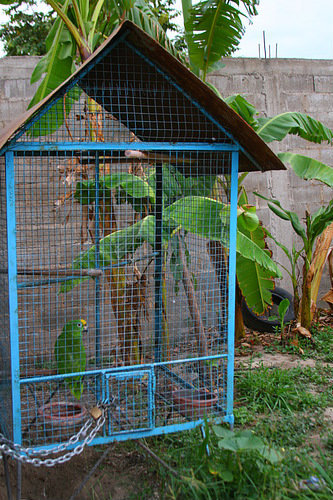 Папугай в клетке у соседей Маракай, Венесуэла