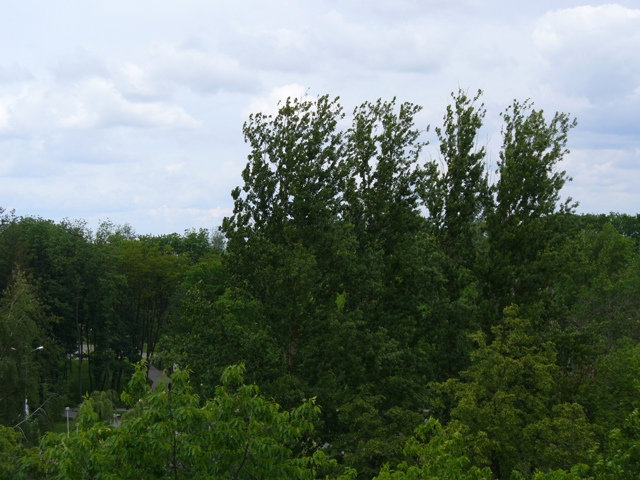…территория парка полностью скрыта зеленым пологом. Брест, Беларусь