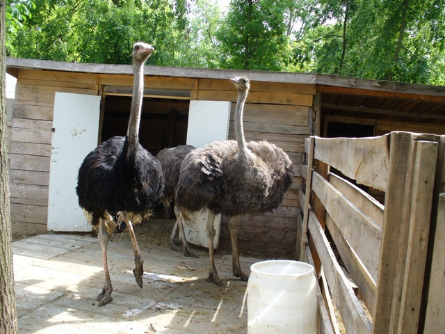 19. А вот и сами страусы во всей своей красе Брест, Беларусь