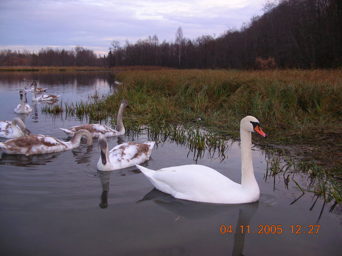 Дикие лебеди на Городищенском озере Изборск, Россия