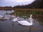 Дикие лебеди на Городищенском озере