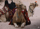Гордые и красивые. Очень даже красивы в сравнении с египетскими костлявыми верблюдями, хрустящими картонками словно вафельками.