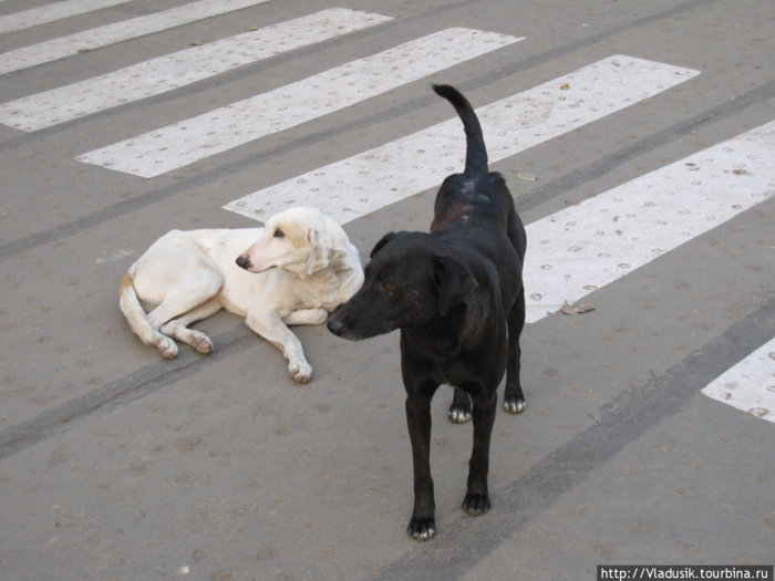 Собаки Инь и Янь Дели, Индия