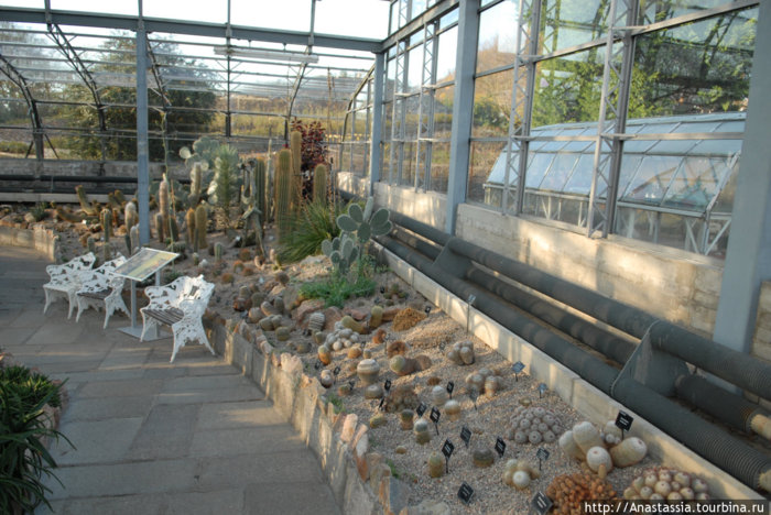 Коллекция кактусов сада «Дьюти»
