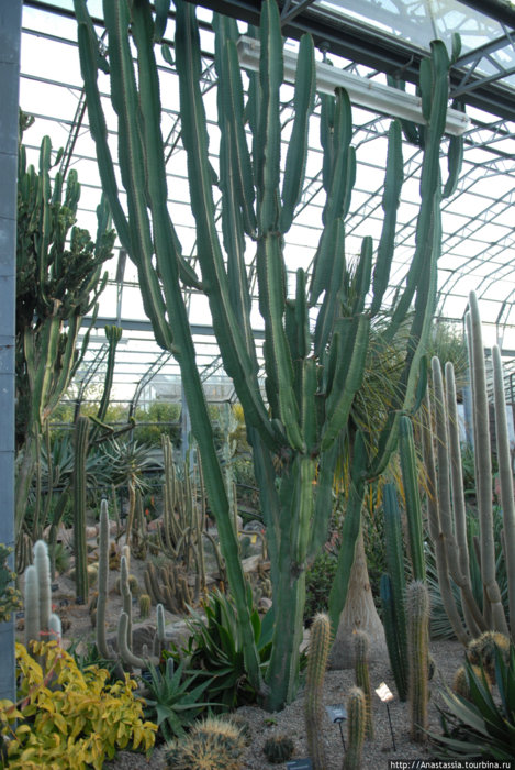 Коллекция кактусов сада «Дьюти»