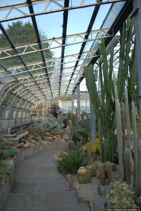 Коллекция кактусов сада «Дьюти» Абердин, Великобритания