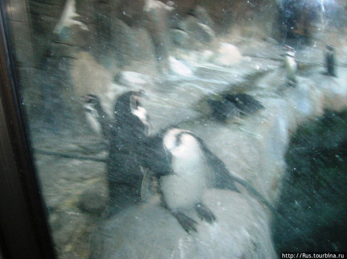 Пингвины в московском зоопарке Москва, Россия