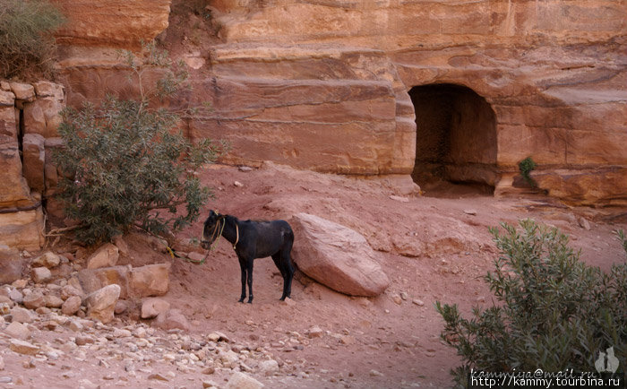А вот и главные жители пещерок — ослики Петра, Иордания