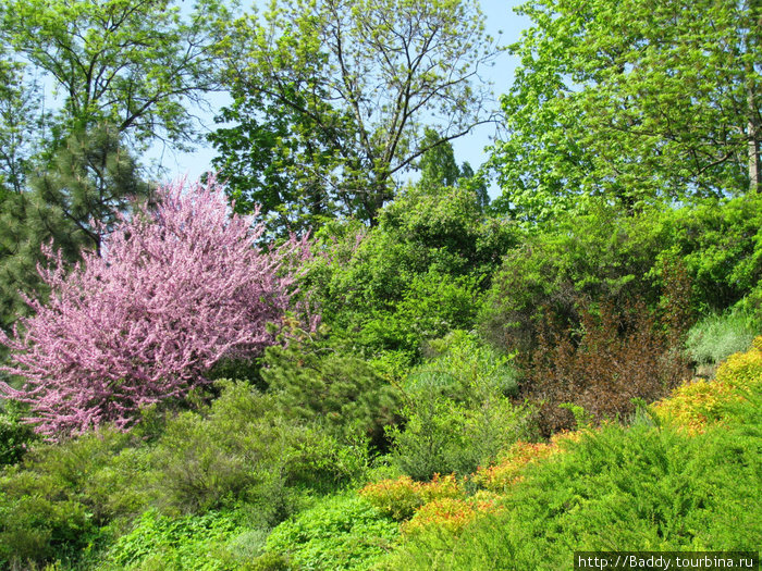 Ботанический сад им. Фомина. Весенние краски. Киевская область, Украина