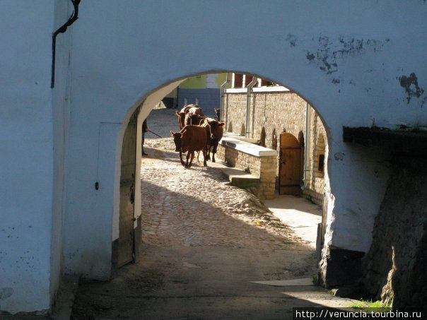 В монастыре богатое хозяйство, есть скотный двор Печоры, Россия