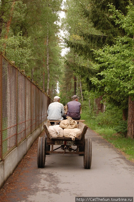 Зубры Беловежья и не только они Беловежская Пуща Национальный Парк, Беларусь