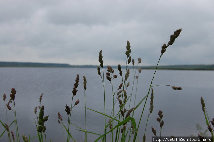 Зеленые друзья Лядского озера Брестская область, Беларусь