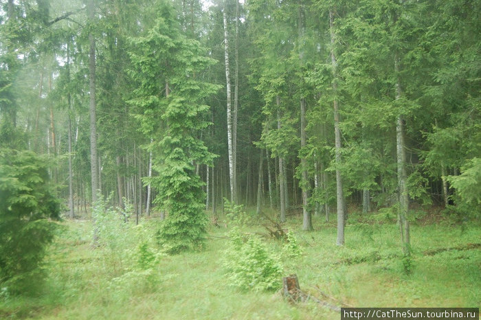 Зеленые друзья Лядского озера Брестская область, Беларусь