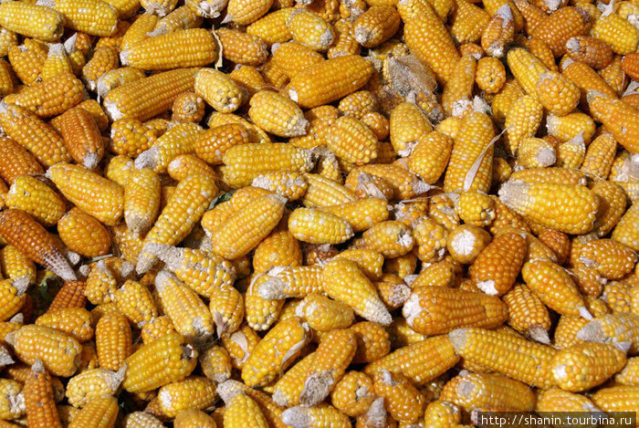 Кукуруза нового урожая Бульман, Марокко