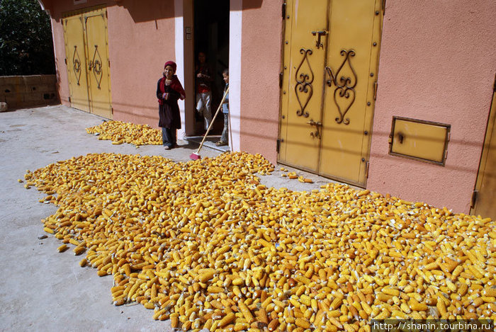 Сезон сбора кукурузы Бульман, Марокко