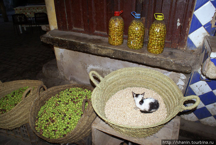Кошка с рисом Фес, Марокко