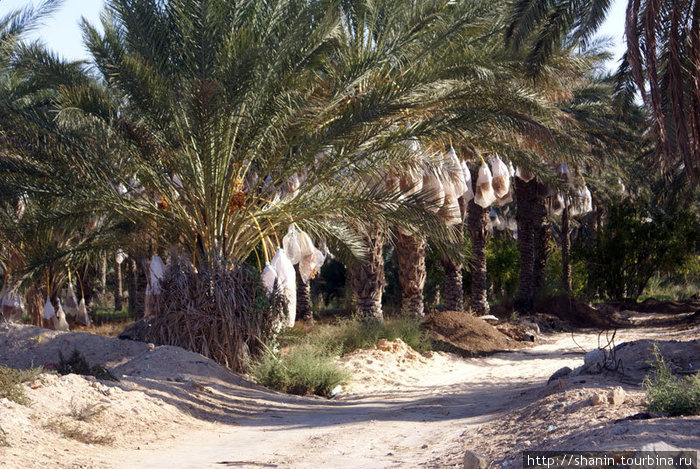 Финиковая роща в Кебили Кебили, Тунис