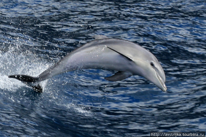 дельфин в открытом море Лас-Америкас, остров Тенерифе, Испания