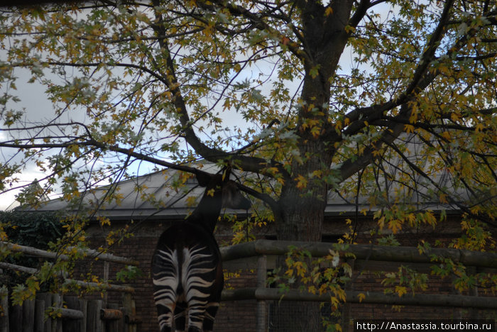 Зоопарк Лондон, Великобритания