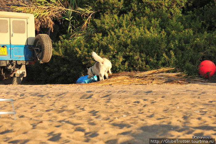 местная пляжная собака-сторож, охраняет арсенал водных развлечений. Пафос, Кипр