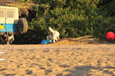 местная пляжная собака-сторож, охраняет арсенал водных развлечений.