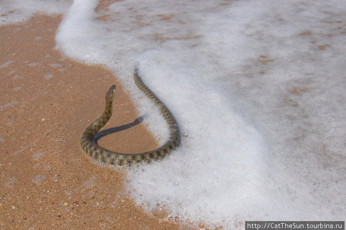 Змеи в анапе в море. Змеи в Анапе. Змея на генеральских пляжах. Змеи обитающие в Анапе. Змеи на Анапском побережье.