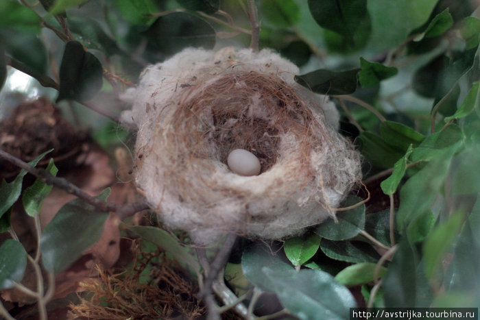 гнездо колибри Мирамаре, Италия