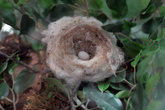 гнездо колибри