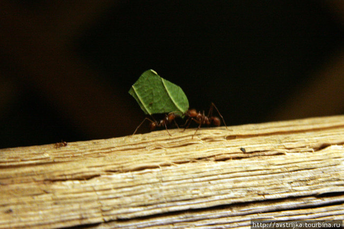 муравьиные дела Мирамаре, Италия