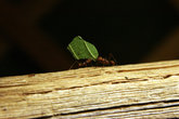 муравьиные дела