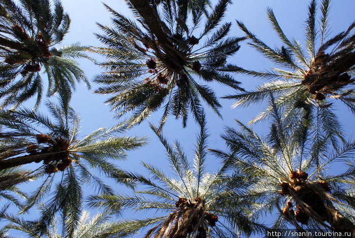 Финиковые пальмы, вид снизу Таузар, Тунис