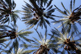Финиковые пальмы, вид снизу