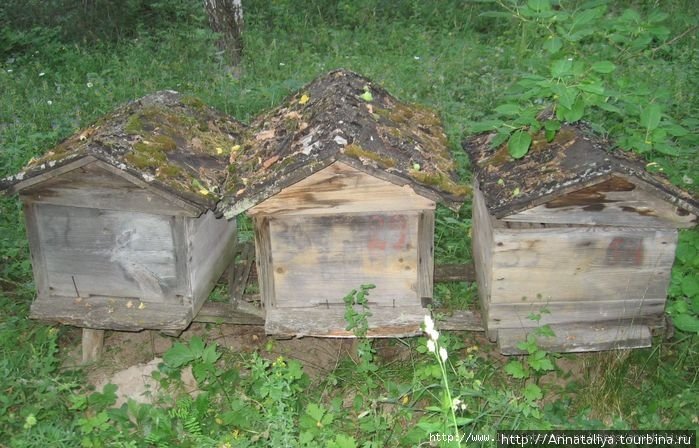 Древний улей фото