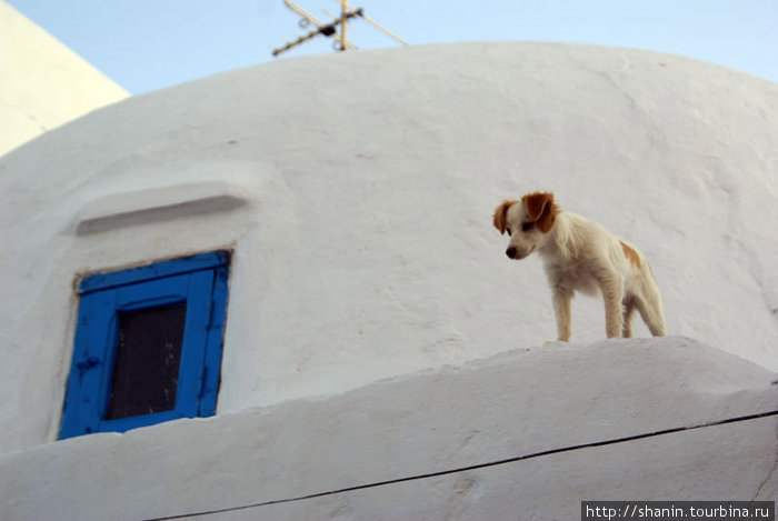 Собака на крыше дома Хаммамет, Тунис