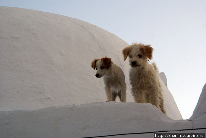 Две собаки Хаммамет, Тунис