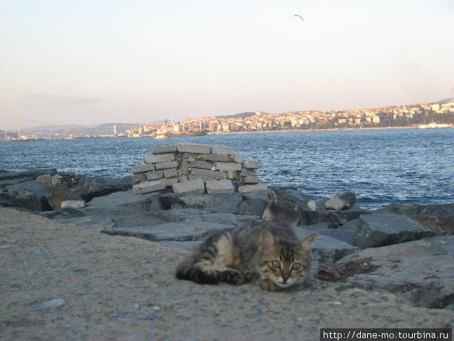 Кошки Стамбул, Турция