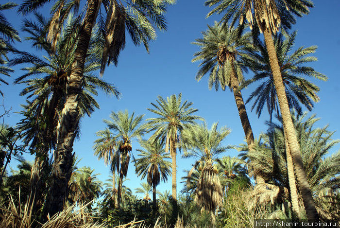 Финиковые пальмы на окраине Таузара Вилайет Таузар, Тунис